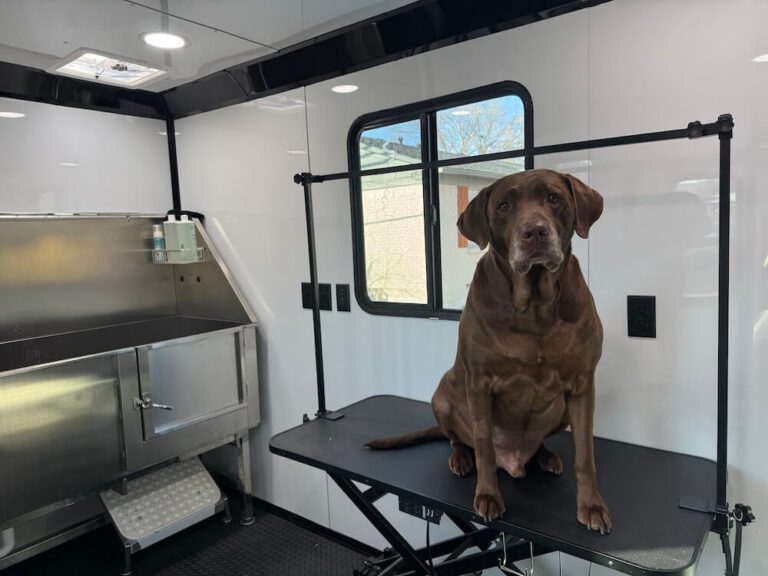 labrador dog sitting on a grooming table at The Groomin' Cowboy Mobile Saloon