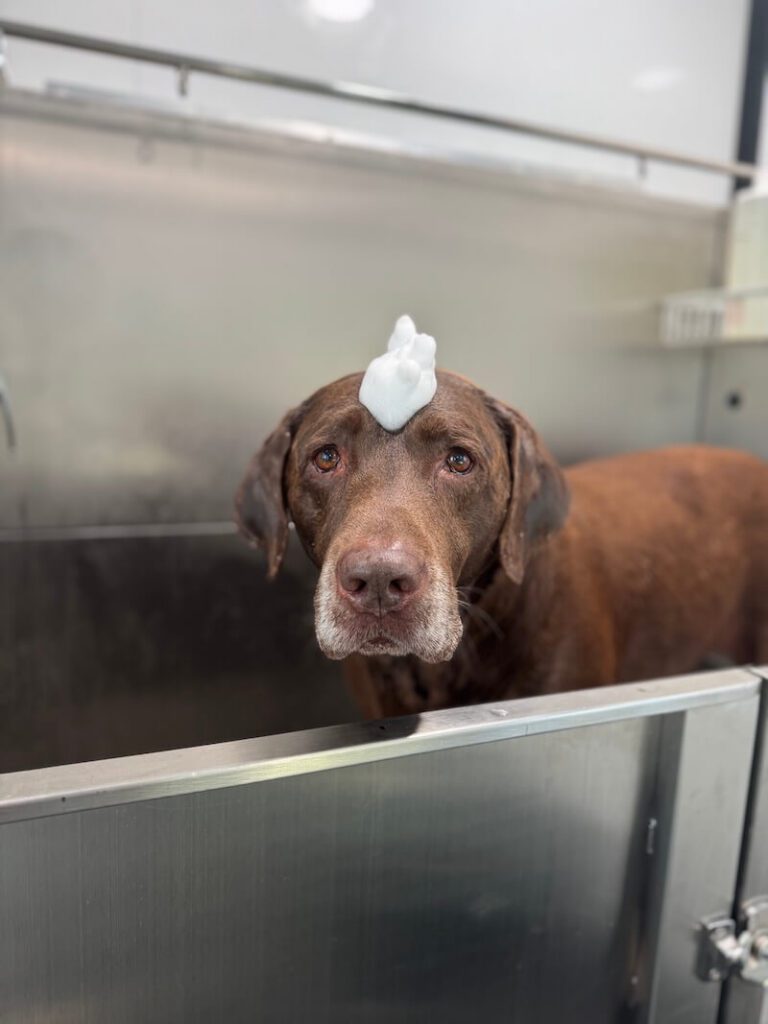 adorable dog with a mound of foamy soap on their head at The Groomin' Cowboy Mobile Saloon