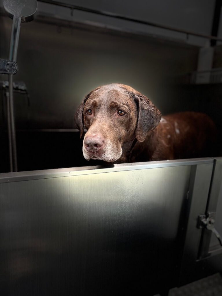 stylized photo of a dog being bathed with a heavy vignette applied