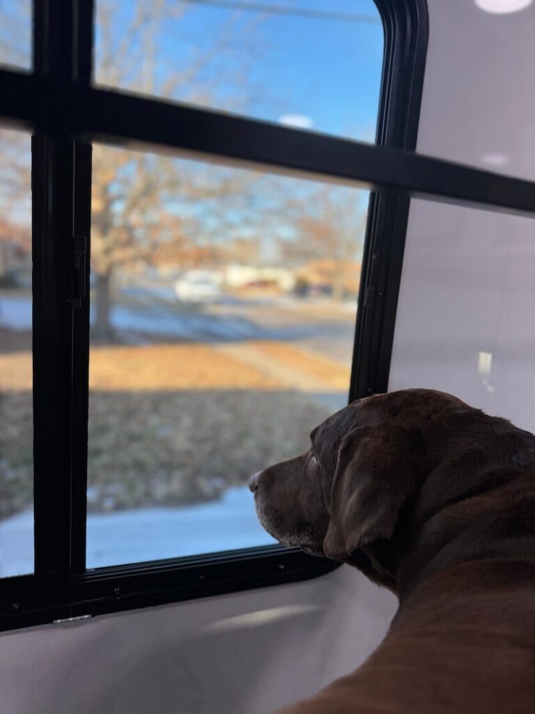 dog looking out the window from the The Groomin' Cowboy Mobile Saloon grooming truck