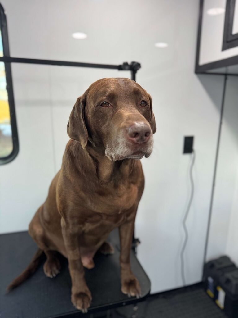 labrador dog sitting on a grooming table at The Groomin' Cowboy Mobile Saloon