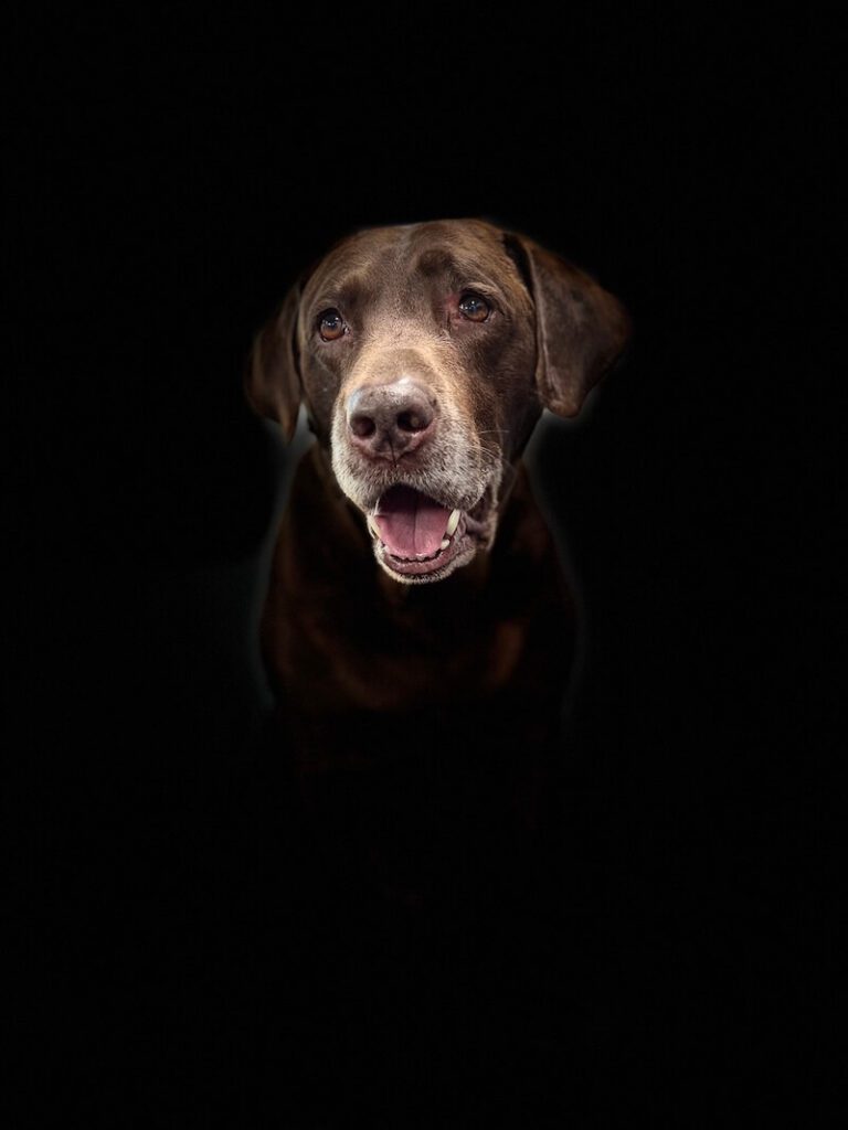 stylized photo of a freshly-groomed dog with a black background applied