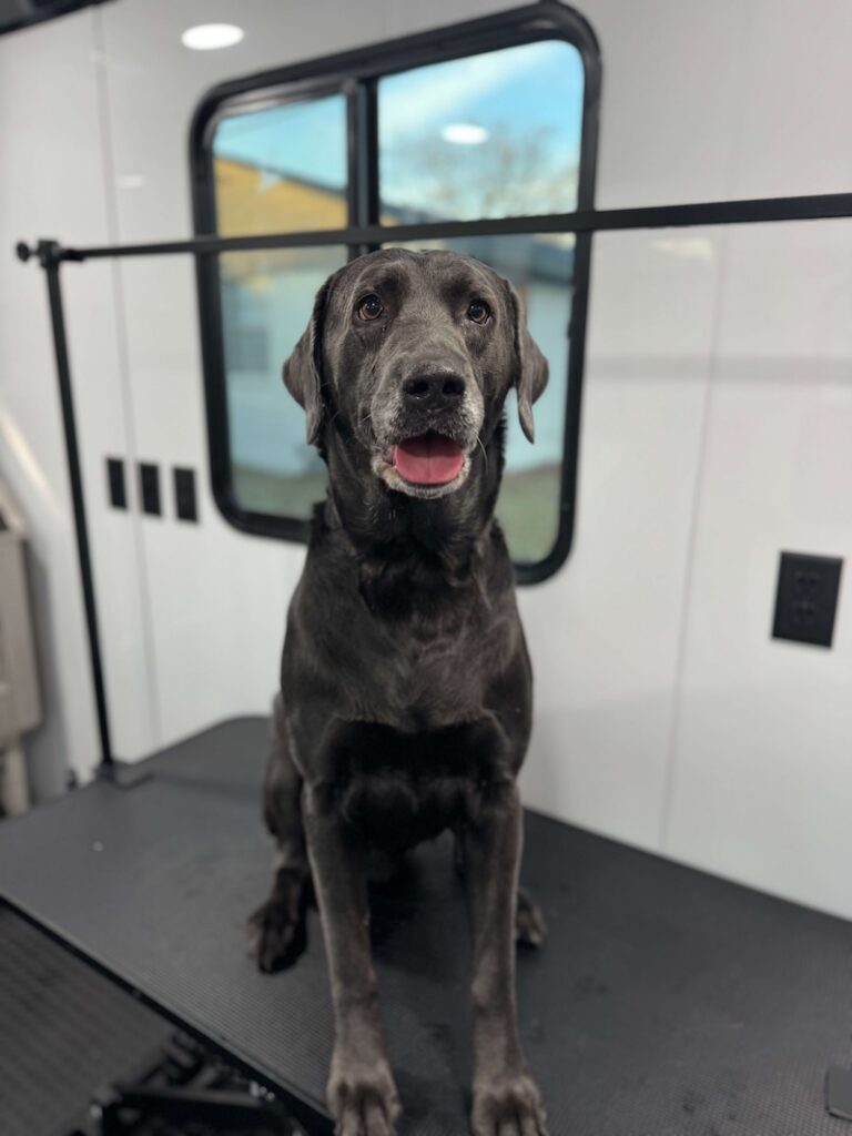 happy black dog sitting on a grooming table at The Groomin' Cowboy Mobile Saloon