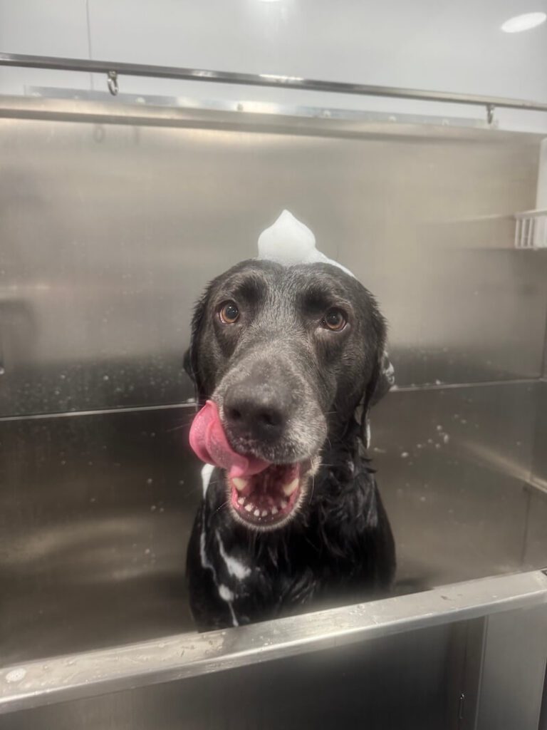 adorable dog with a mound of foamy soap on their head at The Groomin' Cowboy Mobile Saloon