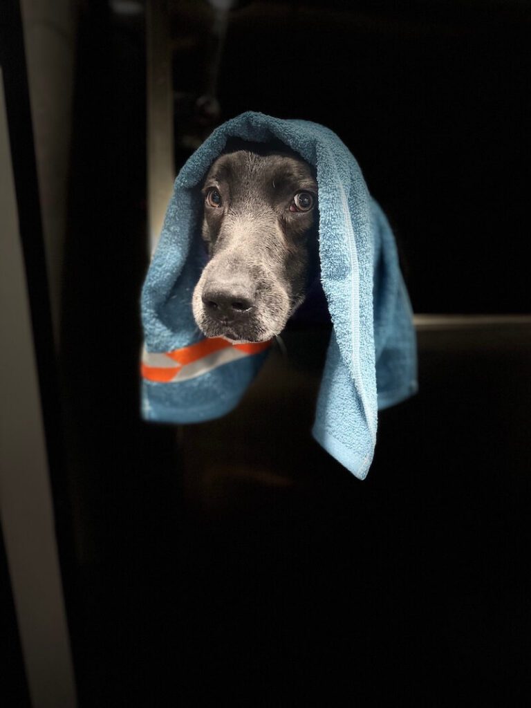 stylized photo of a dog wrapped in a towel with a heavy vignette applied