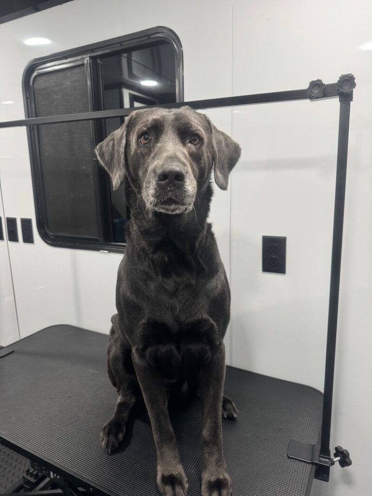 black dog sitting on a grooming table at The Groomin' Cowboy Mobile Saloon