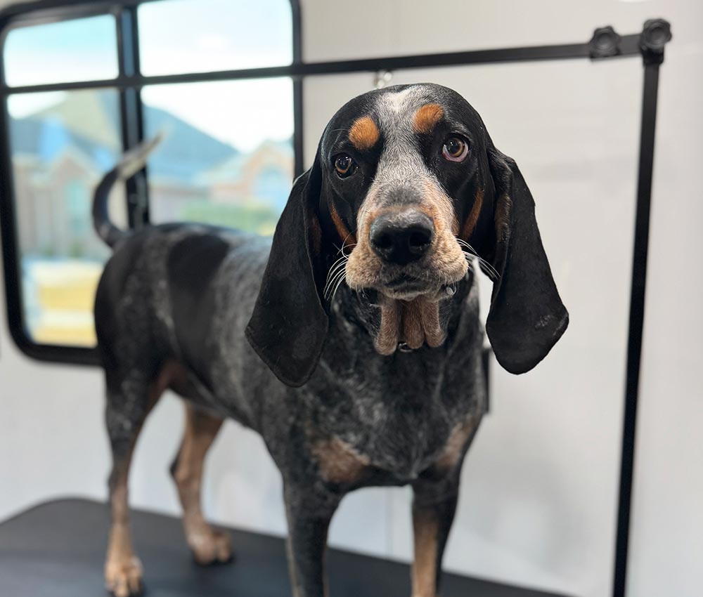 dog standing on a grooming table at The Groomin' Cowboy Mobile Saloon