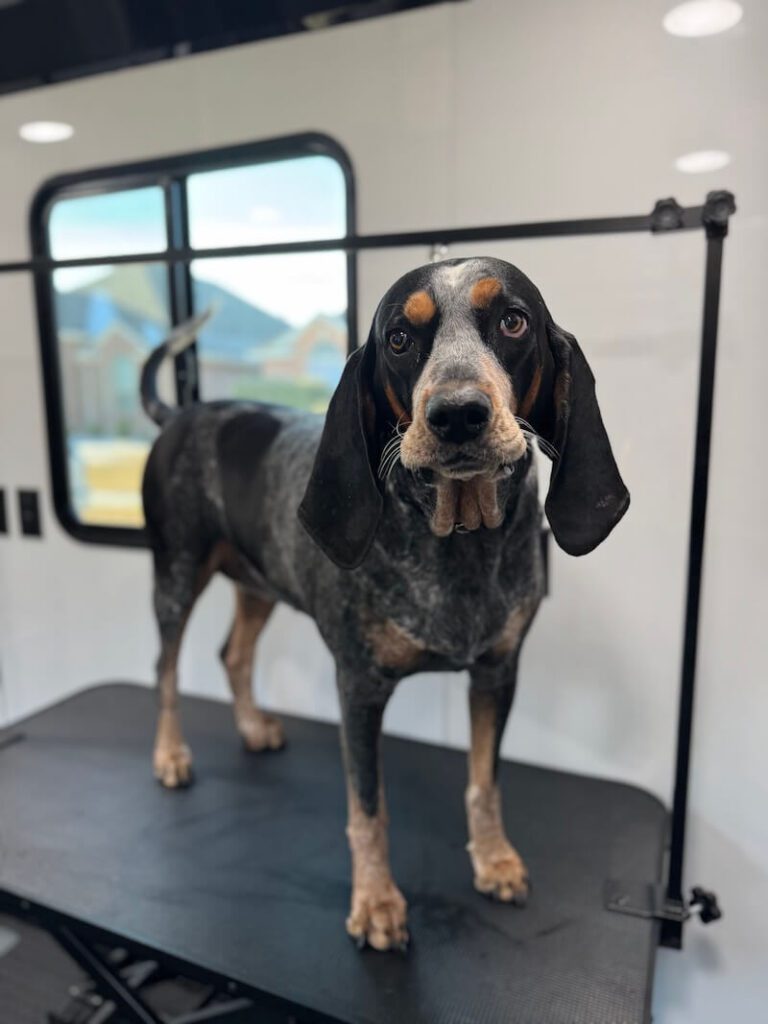 happy dog standing on a grooming table at The Groomin' Cowboy Mobile Saloon