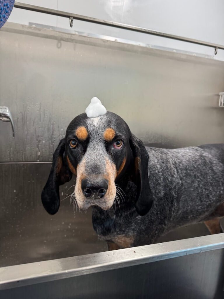 adorable dog with a mound of foamy soap on their head at The Groomin' Cowboy Mobile Saloon