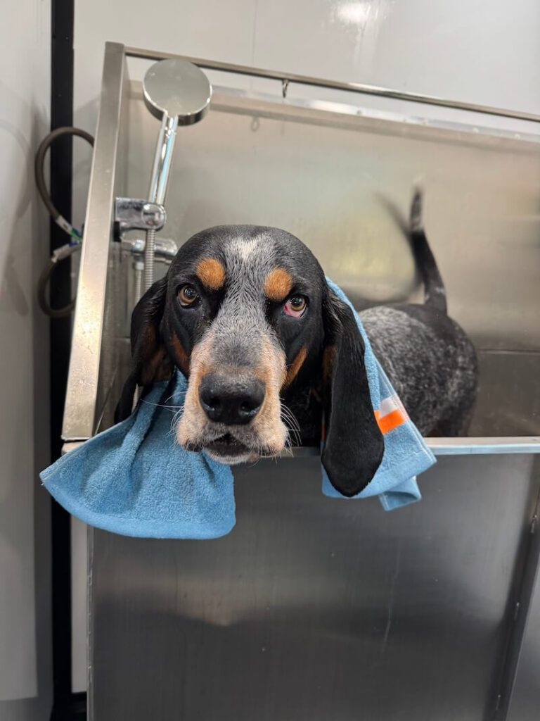 happy dog wrapped in a towel after a bath at The Groomin' Cowboy Mobile Saloon