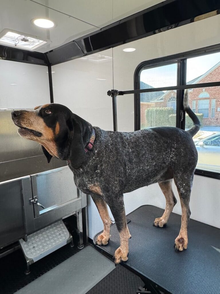dog standing on a grooming table at The Groomin' Cowboy Mobile Saloon