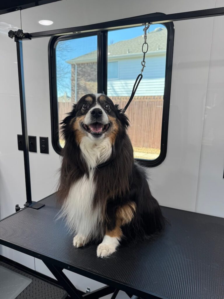 happy dog sitting on a grooming table at The Groomin' Cowboy Mobile Saloon