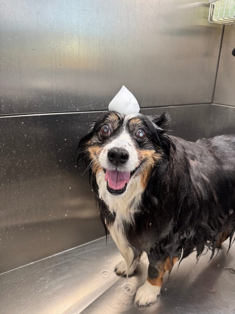 adorable dog with a mound of foamy soap on their head at The Groomin' Cowboy Mobile Saloon