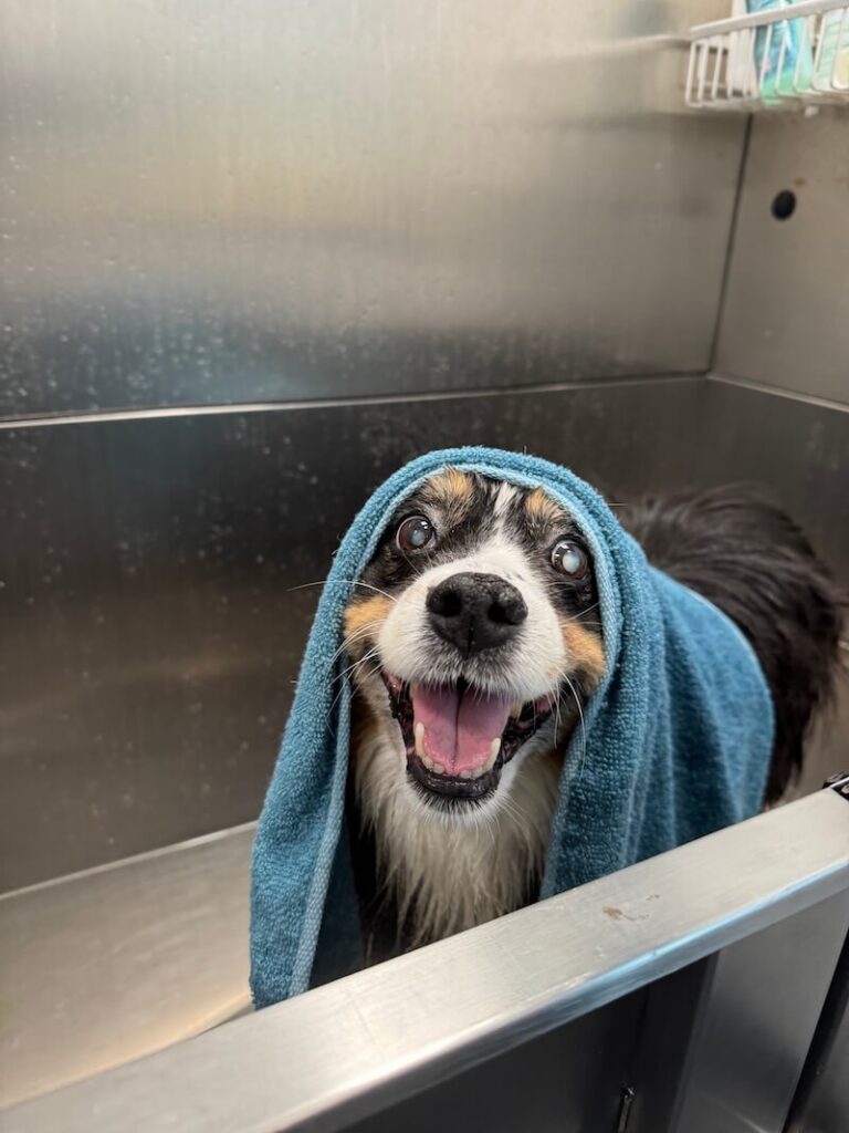 happy dog wrapped in a towel after a bath