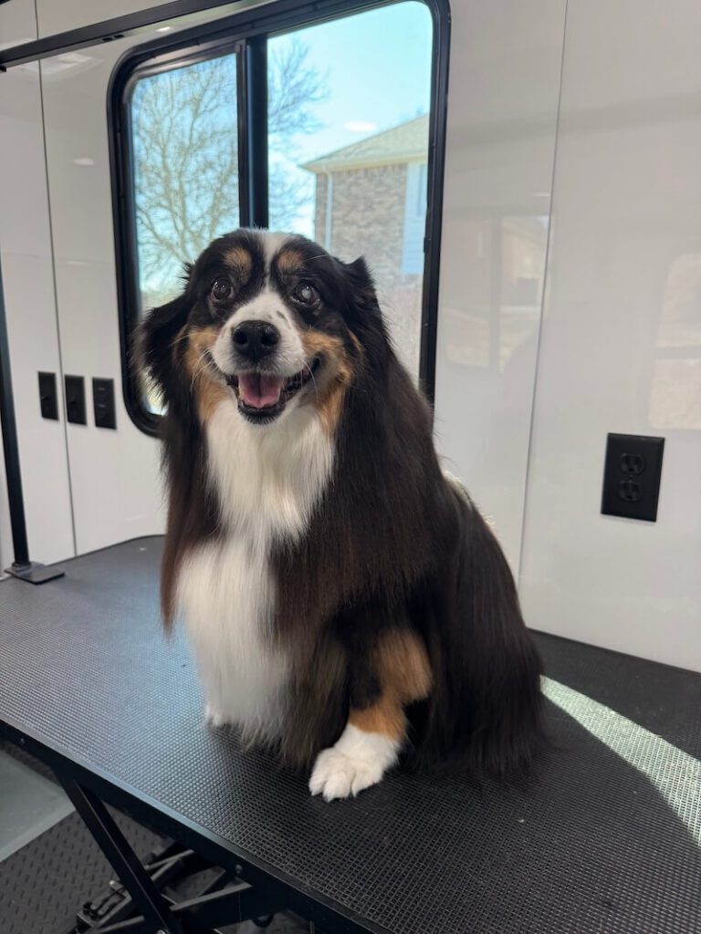 dog sitting on a grooming table at The Groomin' Cowboy Mobile Saloon