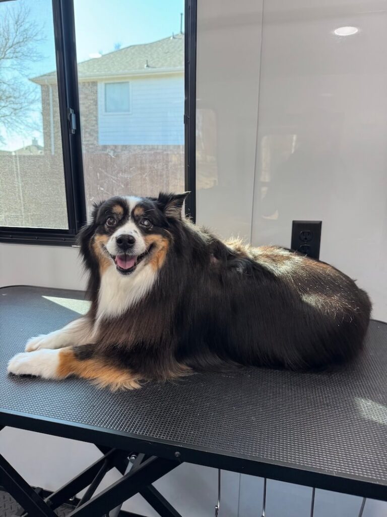 happy dog resting on a grooming table at The Groomin' Cowboy Mobile Saloon