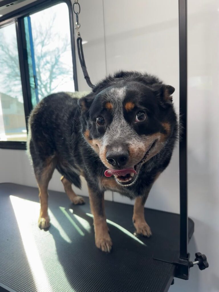happy dog standing on a grooming table at The Groomin' Cowboy Mobile Saloon