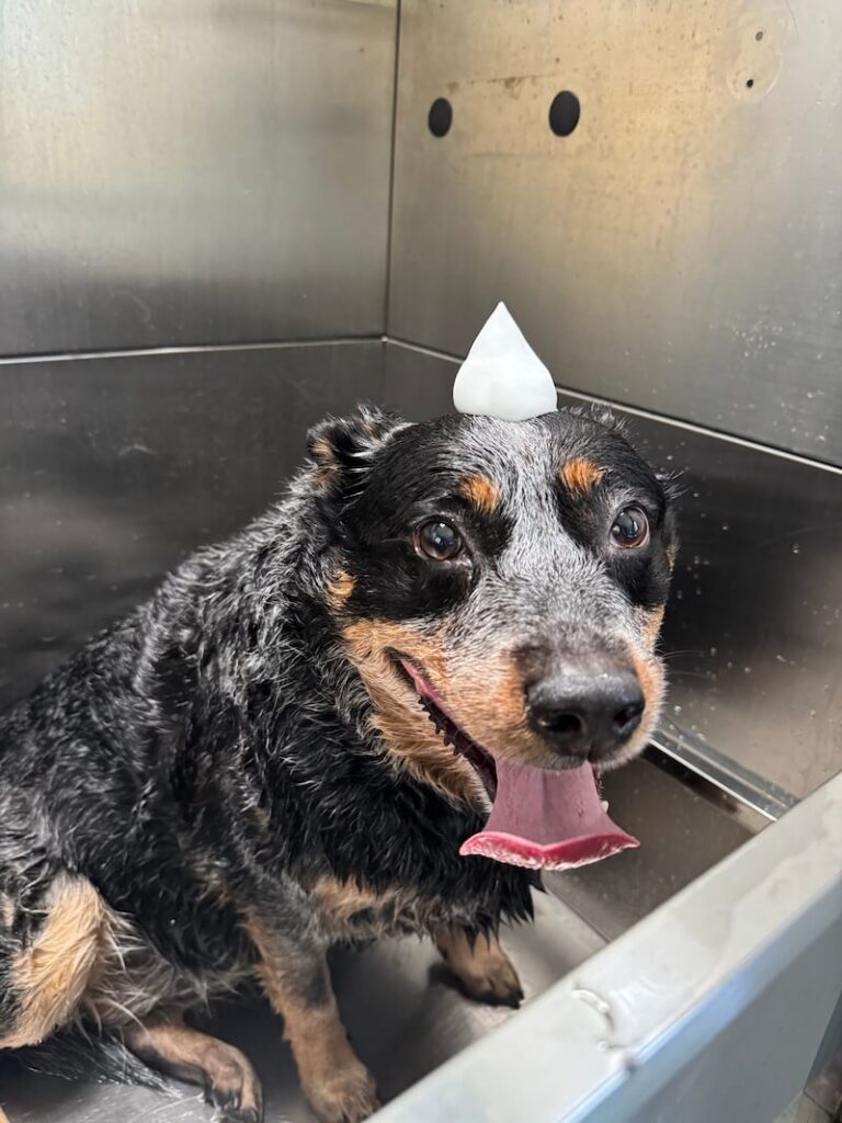 adorable dog with a mound of foamy soap on their head at The Groomin' Cowboy Mobile Saloon