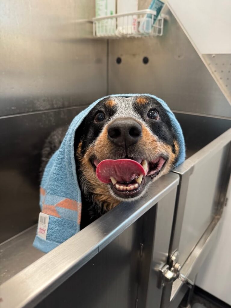 happy dog wrapped in a towel after a bath