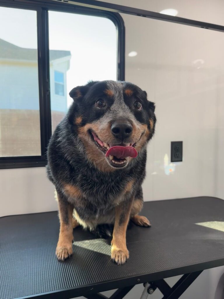 happy canine customer at The Groomin' Cowboy Mobile Saloon