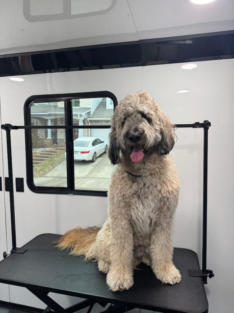 dog sitting on a grooming table at The Groomin' Cowboy Mobile Saloon