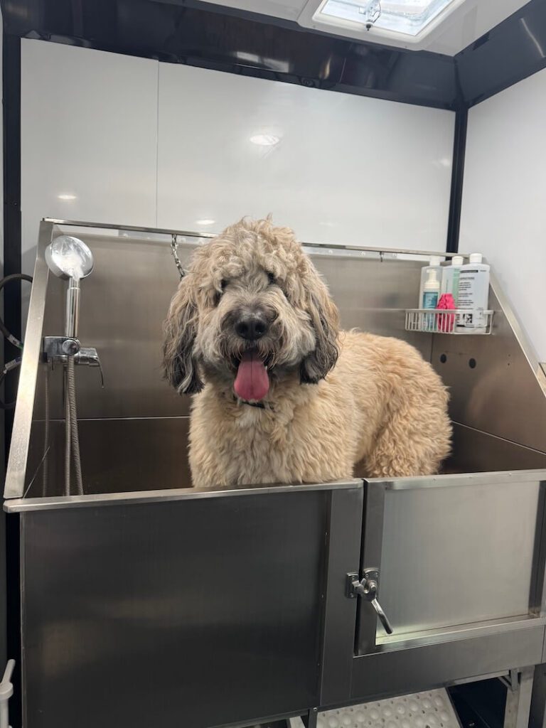 dog being bathed at The Groomin' Cowboy Mobile Saloon