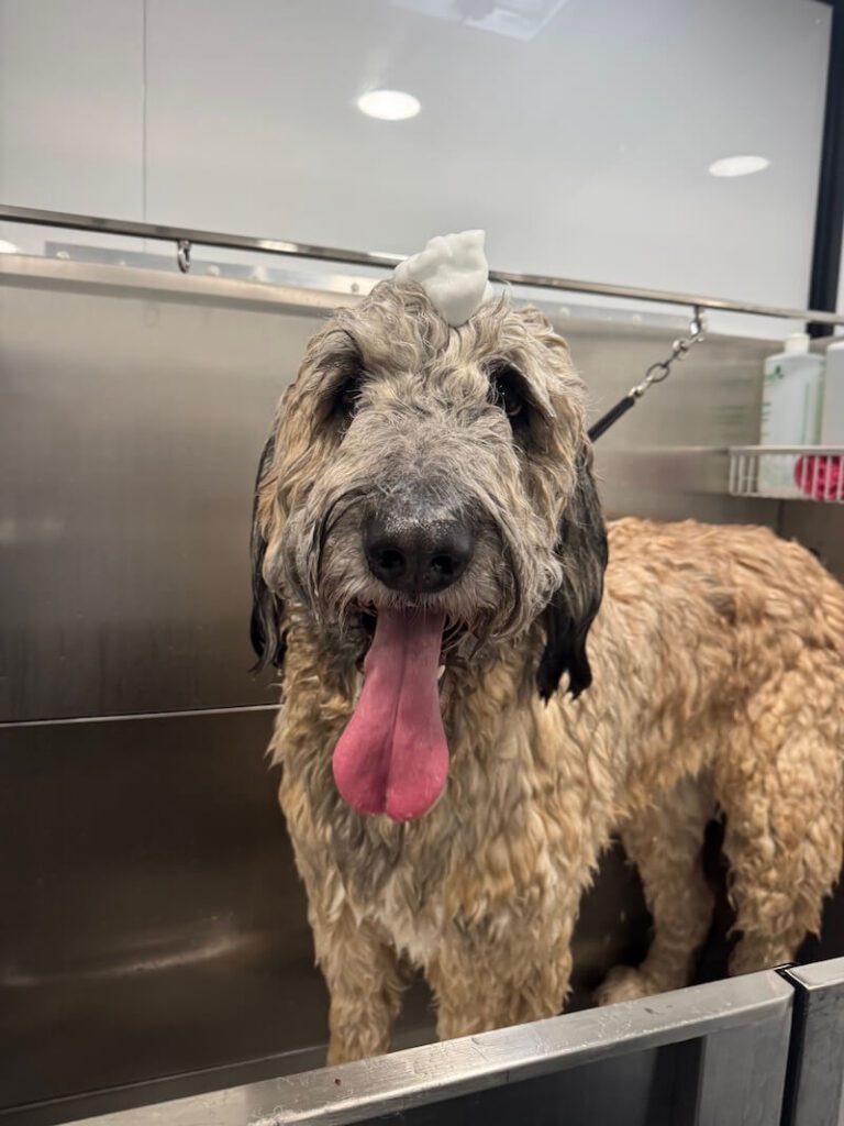 happy dog being bathed at The Groomin' Cowboy Mobile Saloon