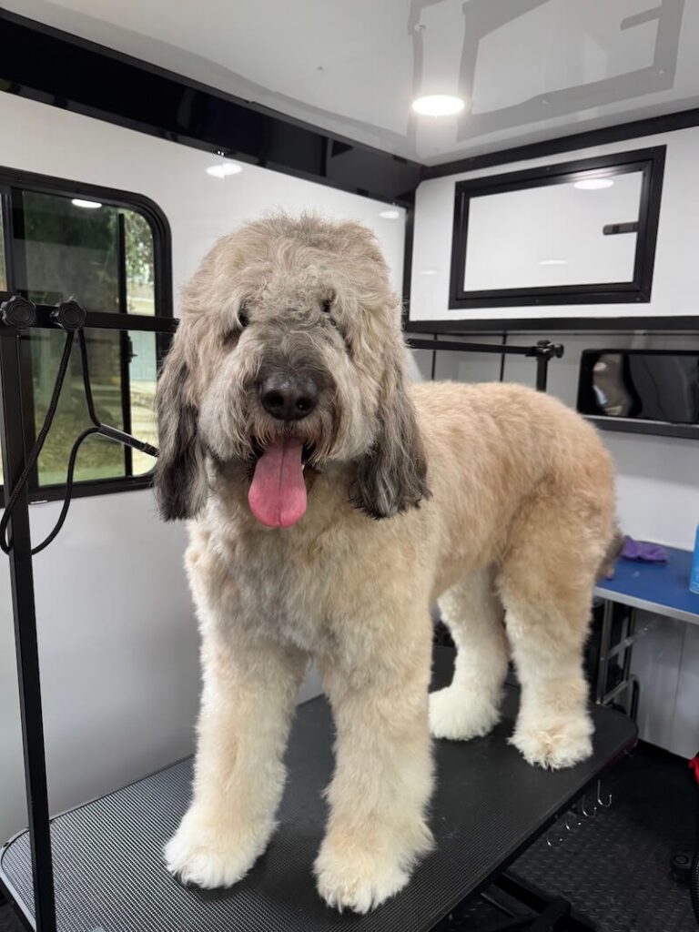 happy dog standing on a grooming table at The Groomin' Cowboy Mobile Saloon