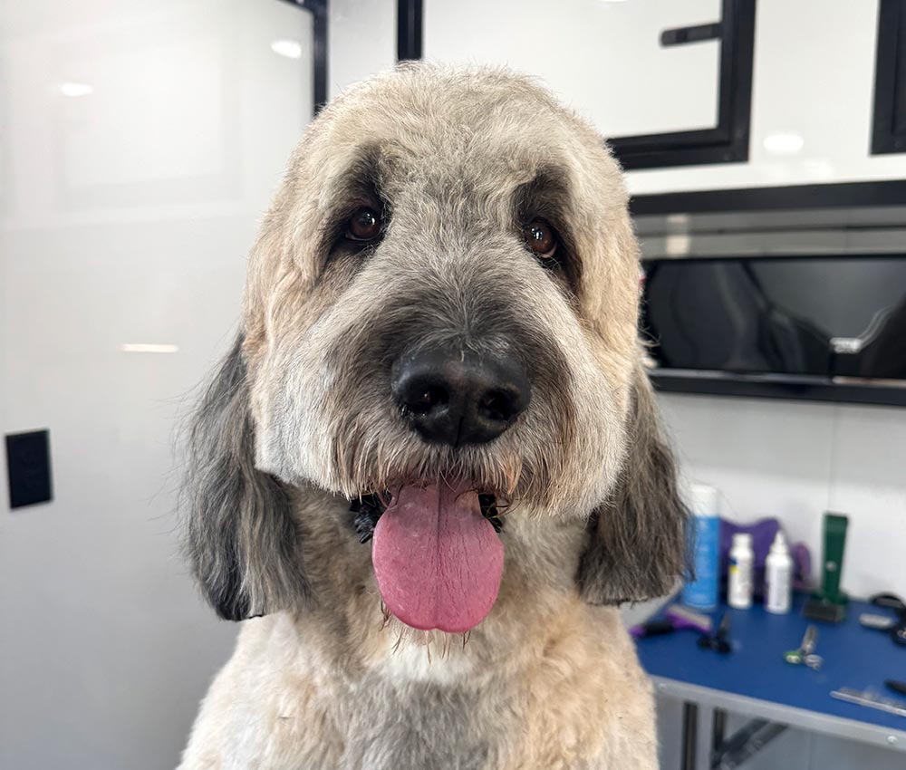 closeup of a freshly-groomed dog at The Groomin' Cowboy Mobile Saloon