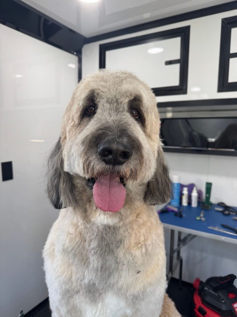 freshly-groomed dog sitting on a grooming table at The Groomin' Cowboy Mobile Saloon