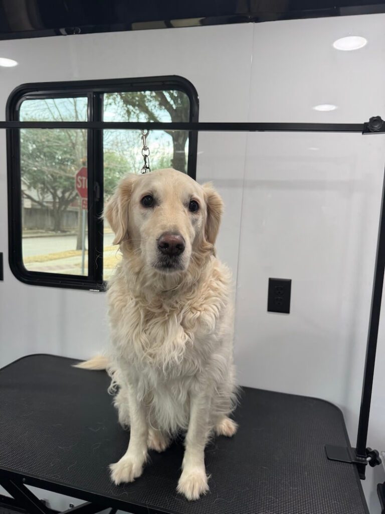 dog sitting on a grooming table at The Groomin' Cowboy Mobile Saloon