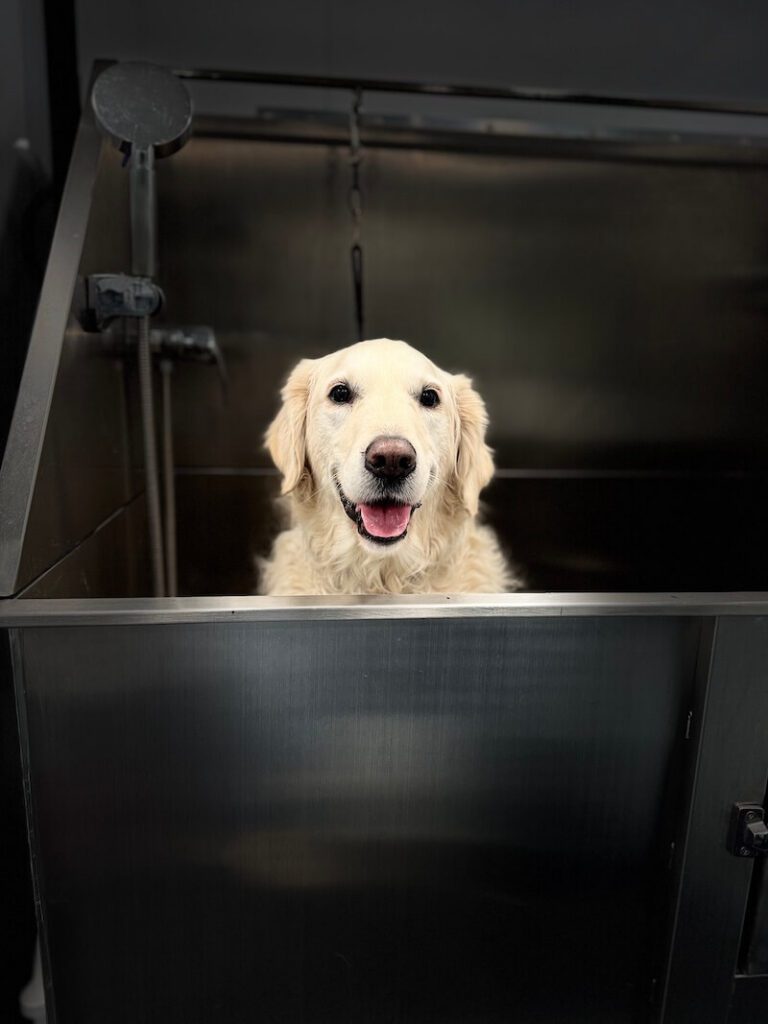 stylized photo of a happy dog being bathed with a heavy vignette applied