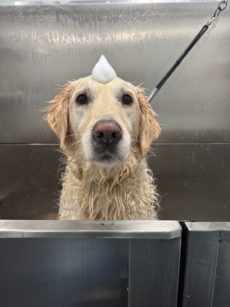 adorable dog with a mound of foamy soap on their head at The Groomin' Cowboy Mobile Saloon