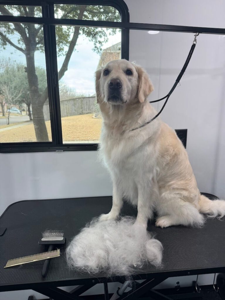 dog sitting on grooming table next to a large pile of fur after being deshed