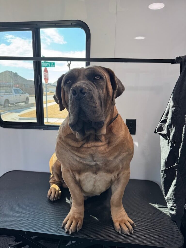 dog sitting on a grooming table at The Groomin' Cowboy Mobile Saloon