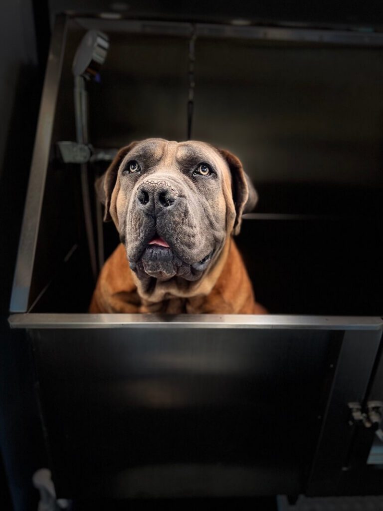 stylized photo of a dog being bathed with a black background applied