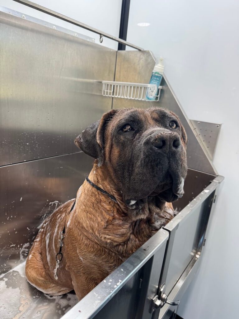 dog being bathed at The Groomin' Cowboy Mobile Saloon