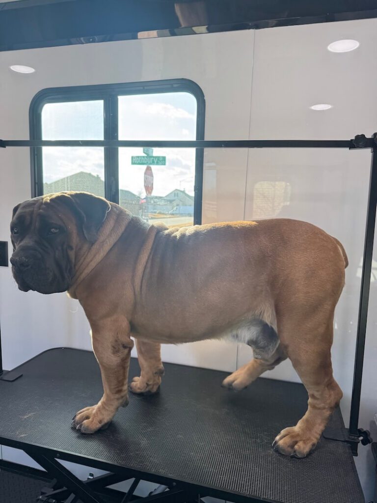 dog standing on a grooming table at The Groomin' Cowboy Mobile Saloon