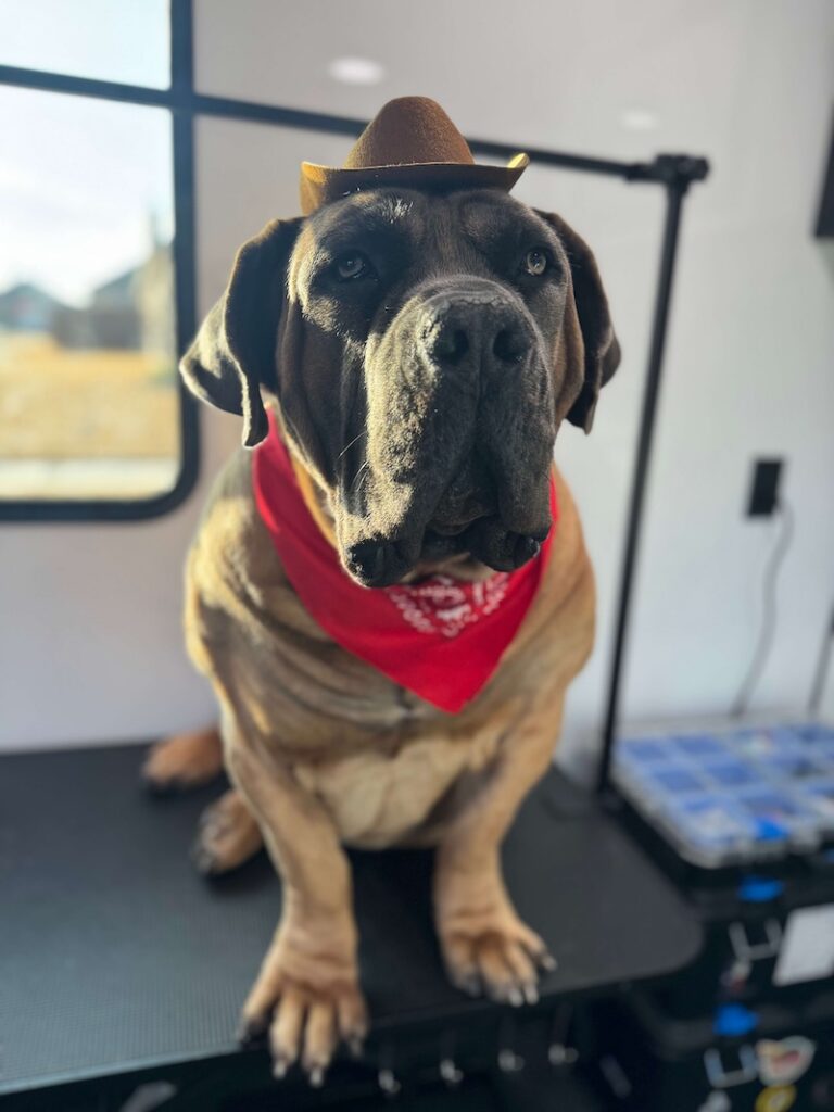 dog wearing cowboy hat and red bandana at The Groomin' Cowboy Mobile Saloon
