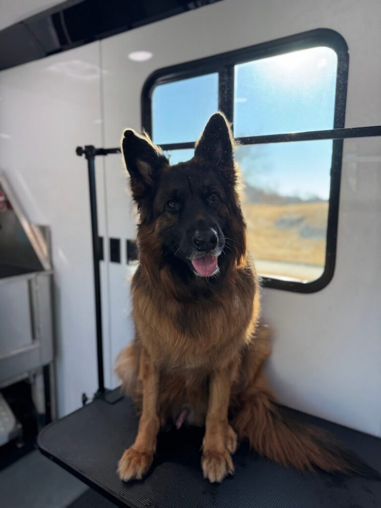 dog sitting on a grooming table at The Groomin' Cowboy Mobile Saloon