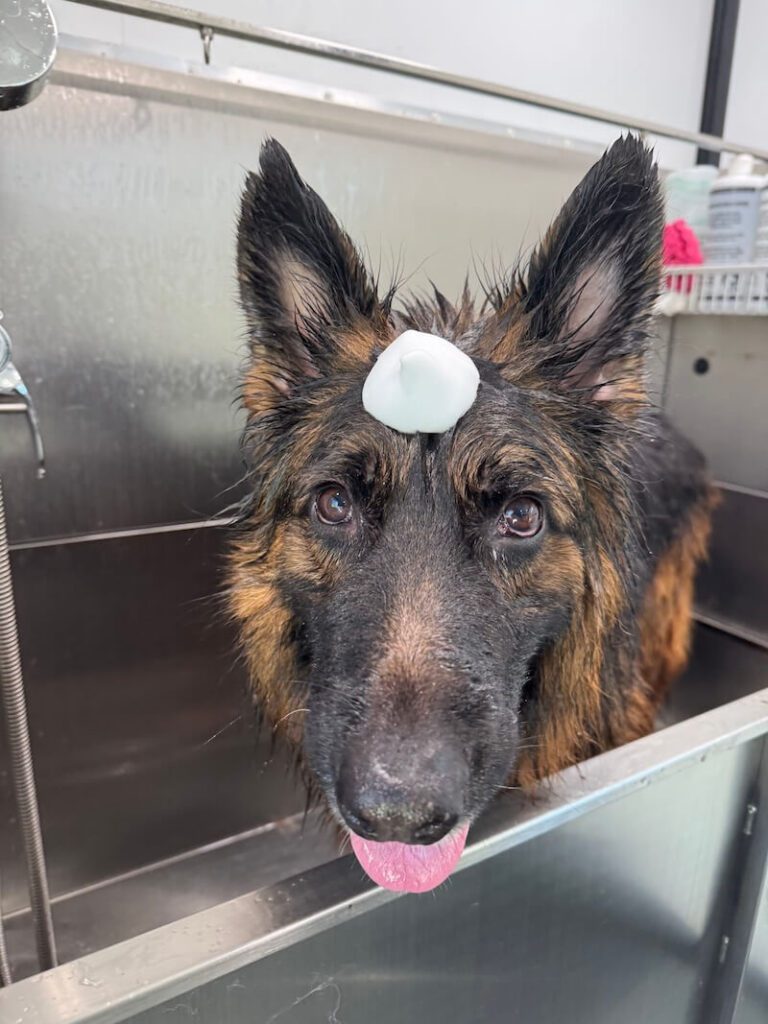 adorable dog with a mound of foamy soap on their head at The Groomin' Cowboy Mobile Saloon