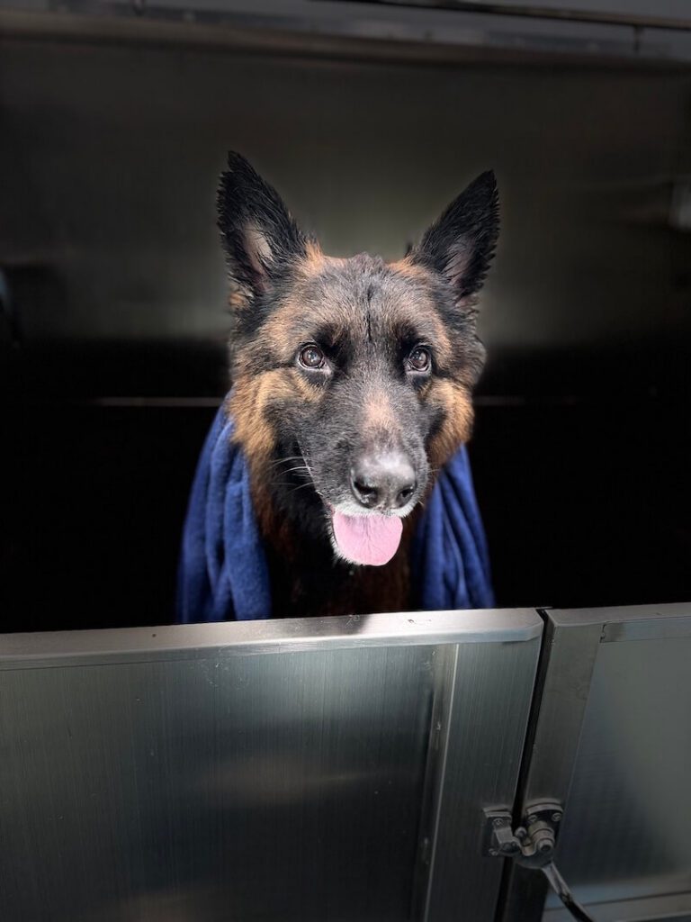 stylized photo of a dog wrapped in a towel with a heavy vignette applied