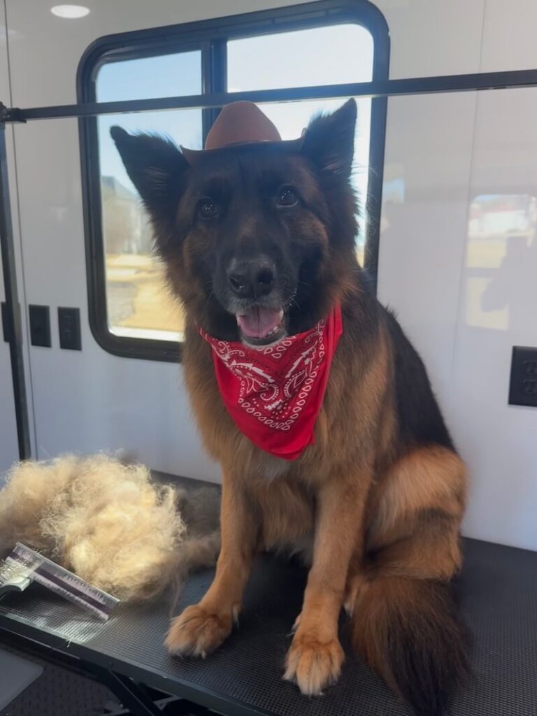 happy canine customer wearing a cowboy hat at The Groomin' Cowboy Mobile Saloon