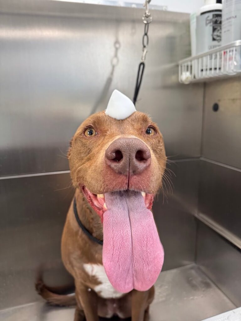 adorable dog with a mound of foamy soap on their head at The Groomin' Cowboy Mobile Saloon