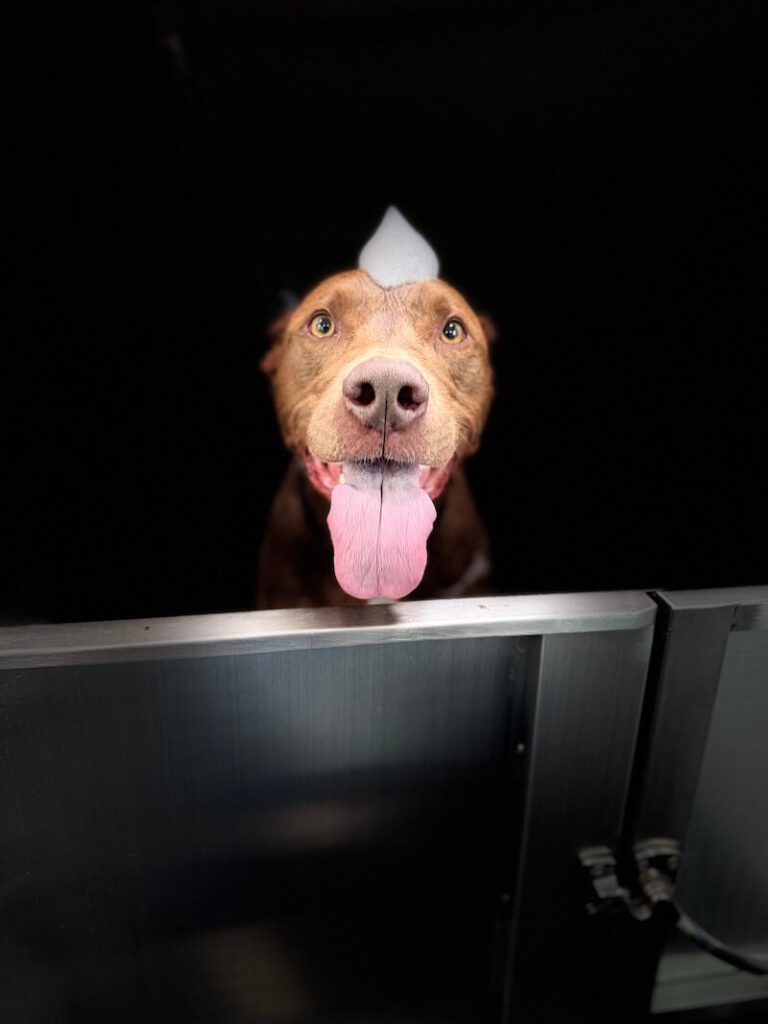 stylized photo of a dog being bathed with a black background applied