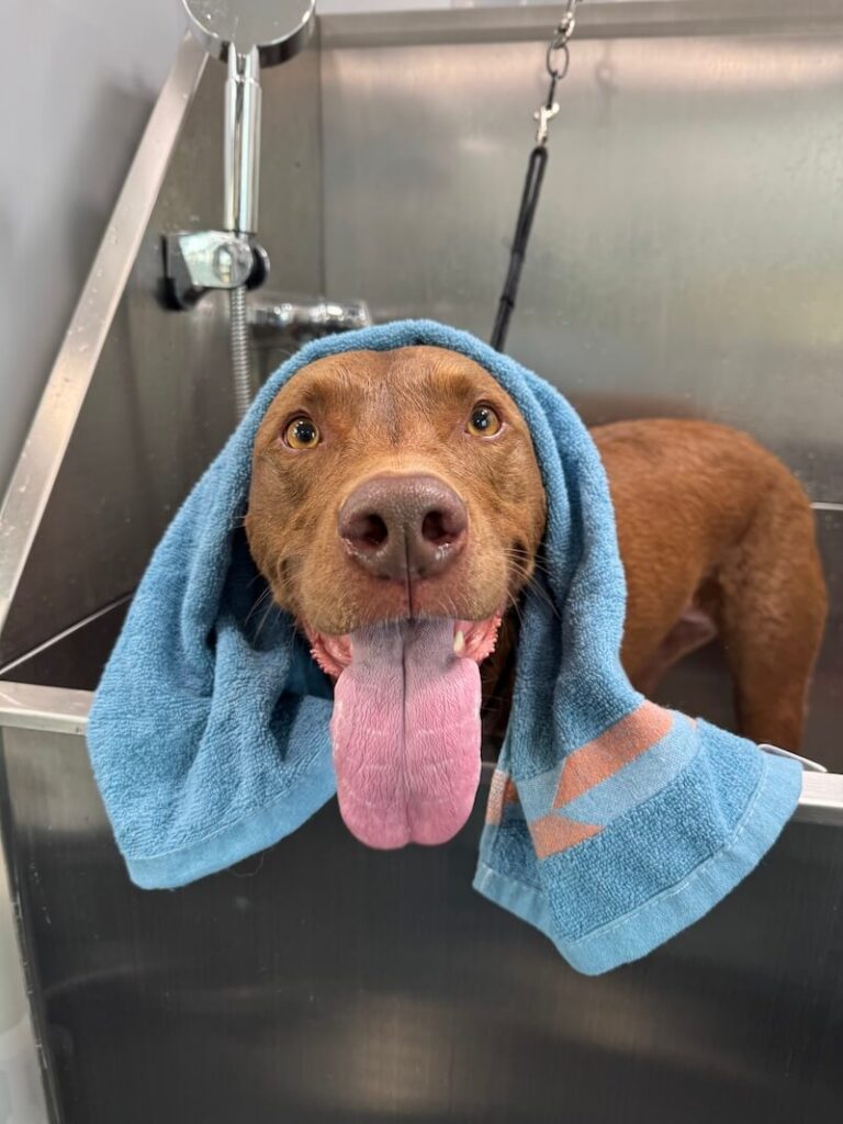 happy dog wrapped in a towel after a bath