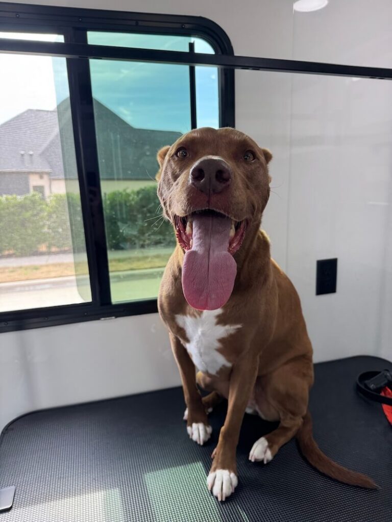 dog sitting on a grooming table at The Groomin' Cowboy Mobile Saloon