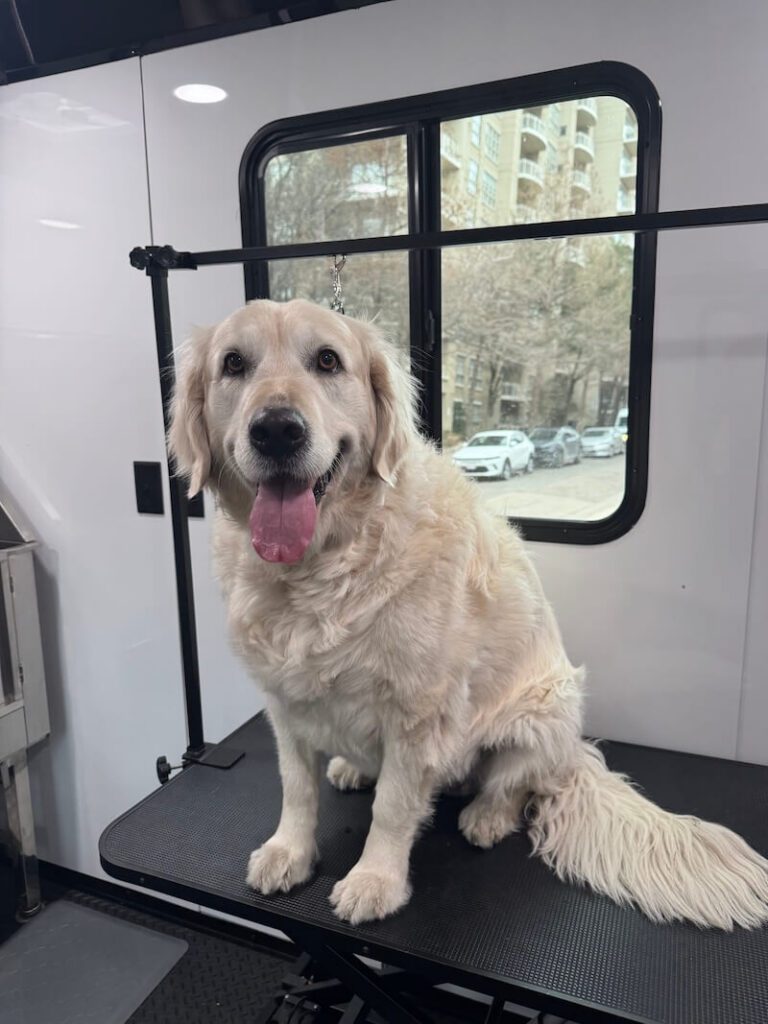 dog sitting on a grooming table at The Groomin' Cowboy Mobile Saloon