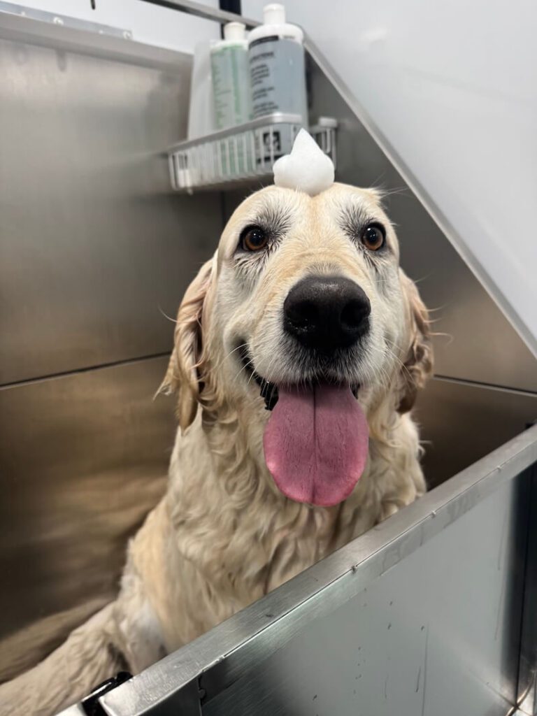 adorable dog with a mound of foamy soap on their head at The Groomin' Cowboy Mobile Saloon