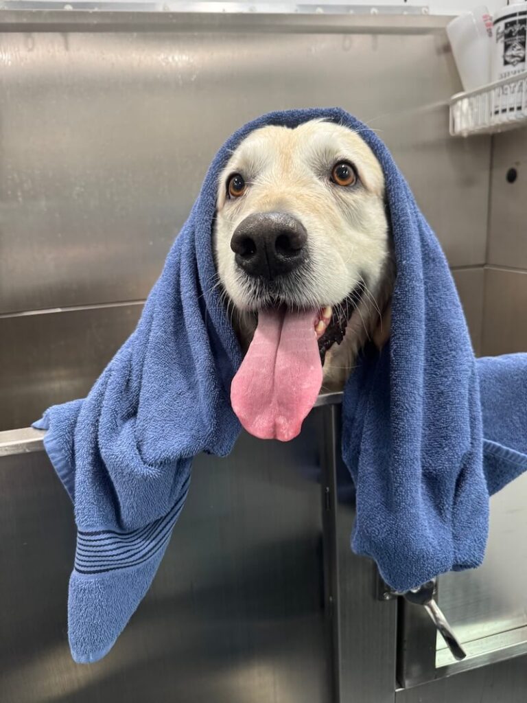 happy dog wrapped in a towel after a bath at The Groomin' Cowboy Mobile Saloon